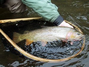 Yellowstone Cutthroat Trout - South Fork of the Snake