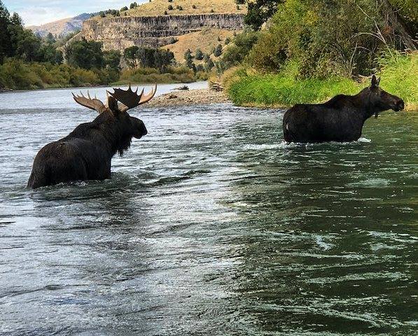 South Fork of the Snake River Moose