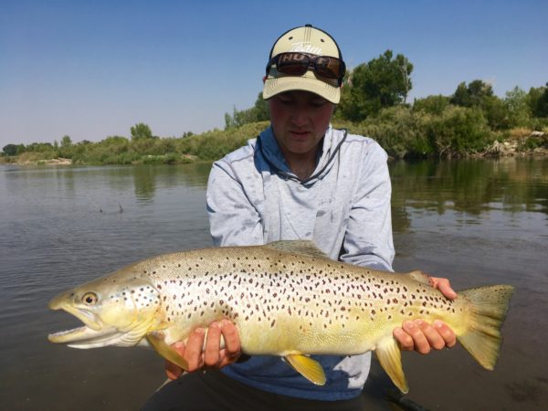 Snake River Brown Trout