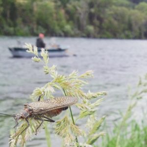 Salmon Fly on the Snake River