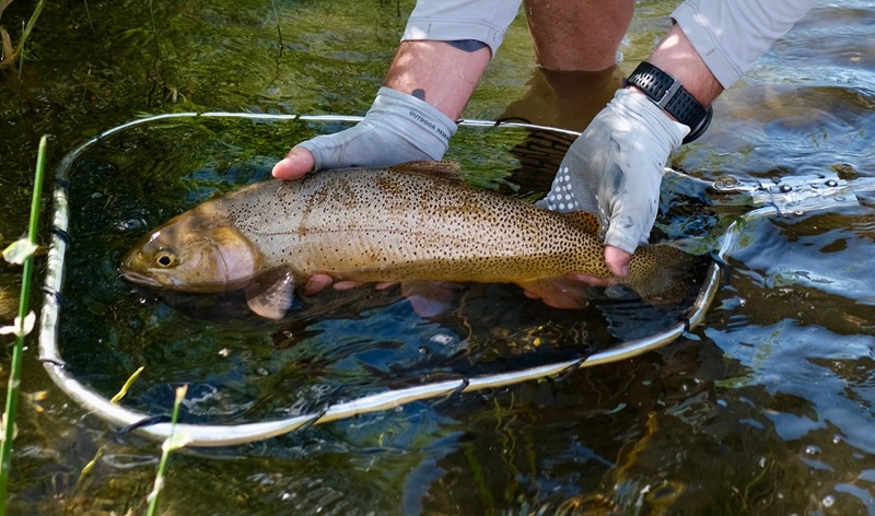 Cutthroat Trout landed on the South Fork of the Snake River